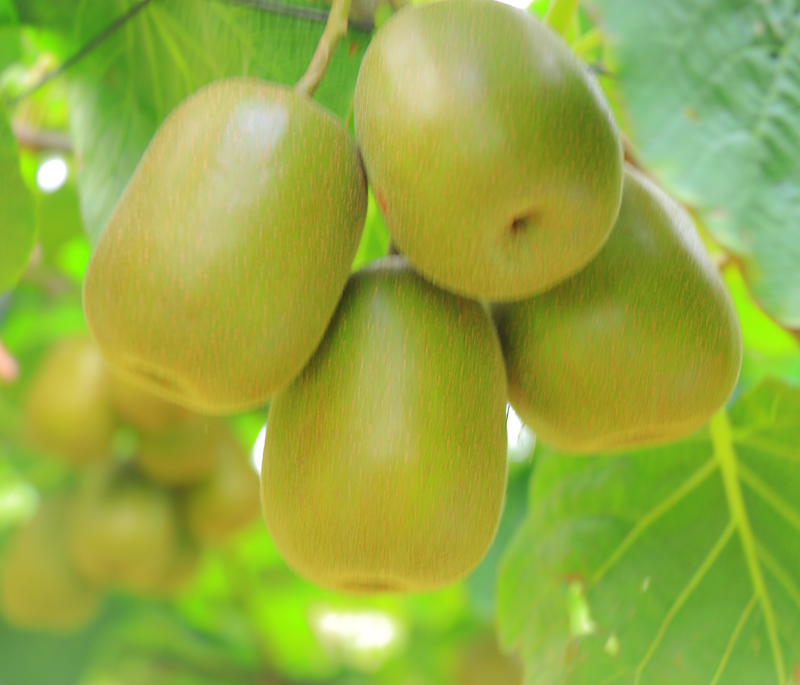 農(nóng)業(yè)良品